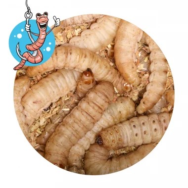 Lebendköder (Bienenmaden, 40 Stk) Markenprodukt